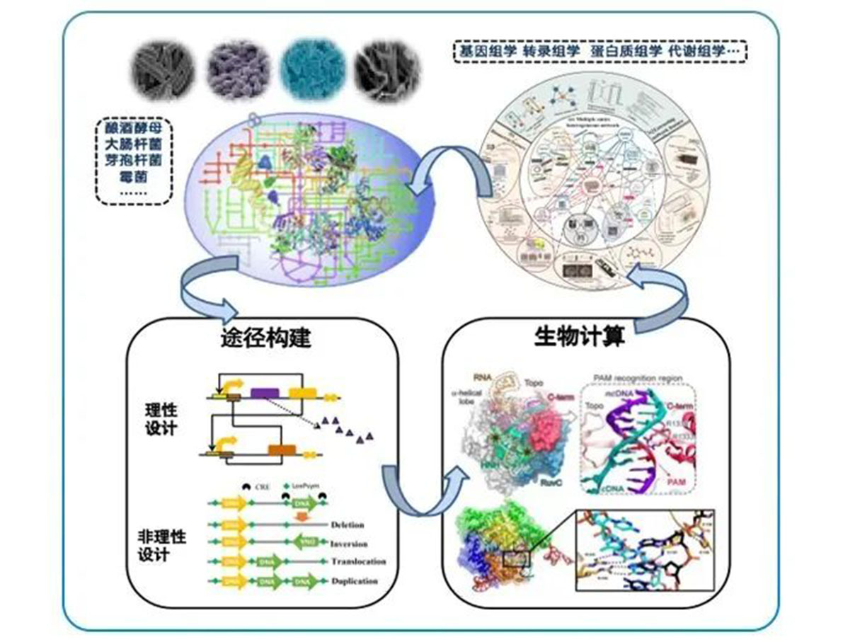 專訪 | 嘉必優(yōu)：立足合成生物學(xué)底層技術(shù) 揚帆生物經(jīng)濟(jì)“藍(lán)?！? style=